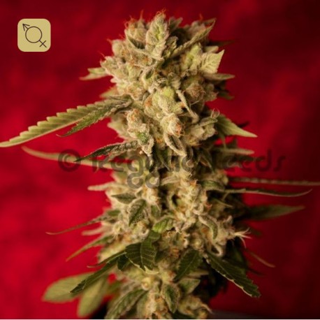 Bass Line Regular · Reggae Seeds