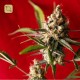 Dub Regular · Reggae Seeds
