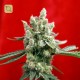 Guayaka Regular · Reggae Seeds