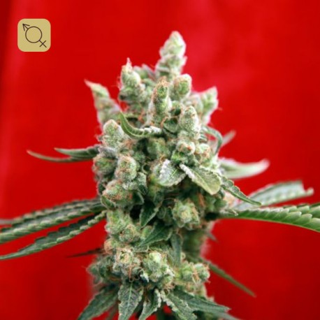 Guayaka Regular · Reggae Seeds