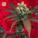 Kalijah Regular · Reggae Seeds