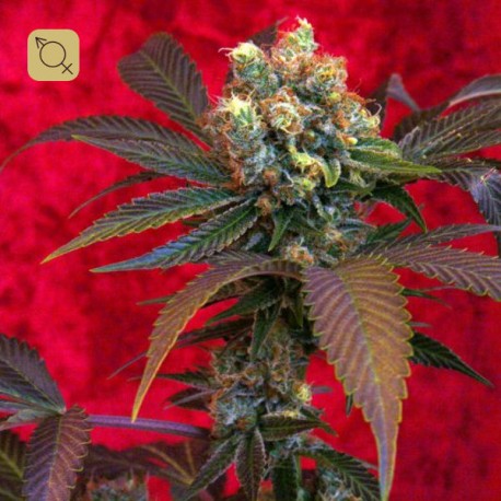 Kalijah Regular · Reggae Seeds