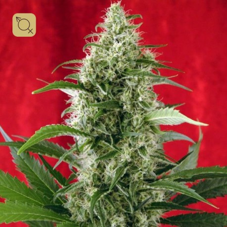 Session Regular · Reggae Seeds