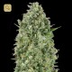 Critical Poison · 00 Seeds