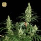 Kali Mist · Serious Seeds