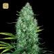 Serious Six · Serious Seeds