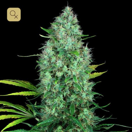 Serious Six · Serious Seeds