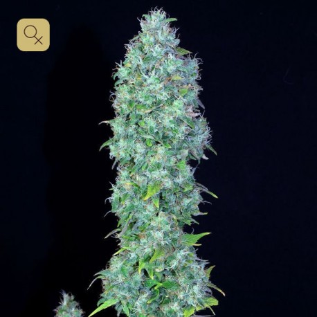 Serious Happiness · Serious Seeds
