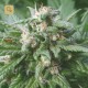 Biddy Early · Serious Seeds