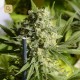 Double Dutch · Serious Seeds