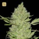 Chronic · Serious Seeds