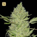 Chronic