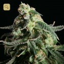 Girl Scout Cookies