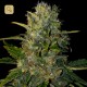 Santa Muerte · Blimburn