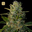 Santa Muerte