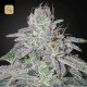Franco´s Lemon Cheese · Green House