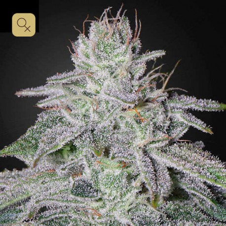 Franco´s Lemon Cheese · Green House