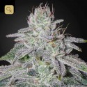 Franco´s Lemon Cheese