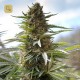 Over Dawg · Medical Seeds