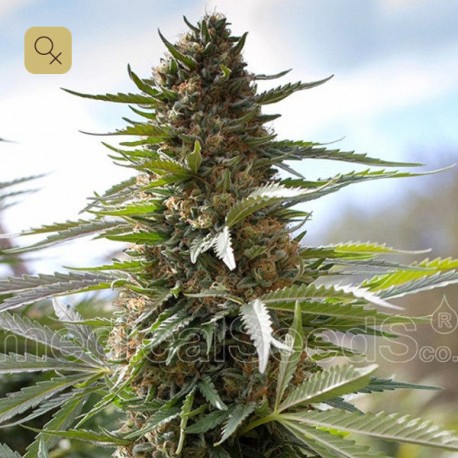 Over Dawg · Medical Seeds