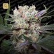 Californian Gold · Paradise Seeds