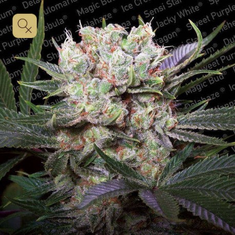 Californian Gold · Paradise Seeds