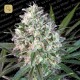 Space Cookies · Paradise Seeds