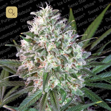 Space Cookies · Paradise Seeds
