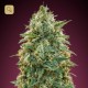 Amnesia · Advanced Seeds
