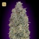 Critical Purple Kush · Advanced Seeds