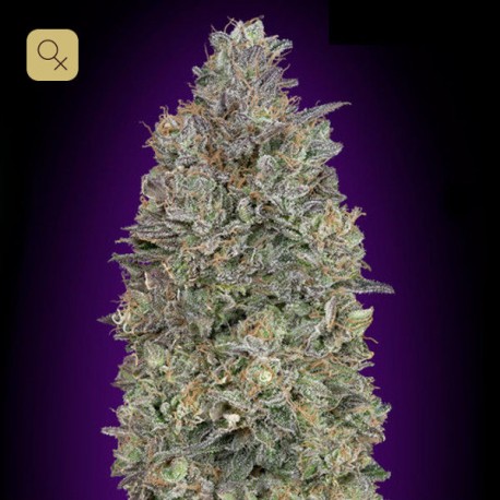 Critical Purple Kush · Advanced Seeds