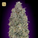 Critical Purple Kush