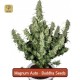 Magnum Auto 2 · Buddha Seeds