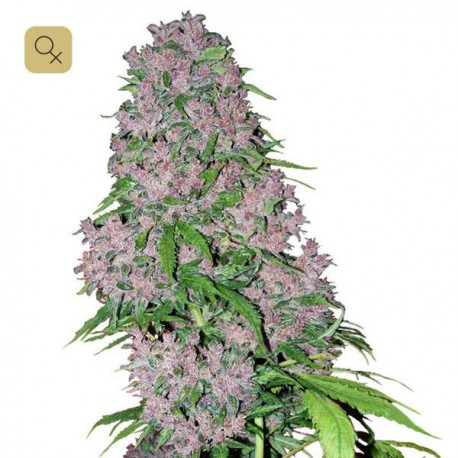 Purple Bud Fem · White Label