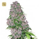 Purple Bud
