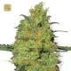 Master Kush · White Label