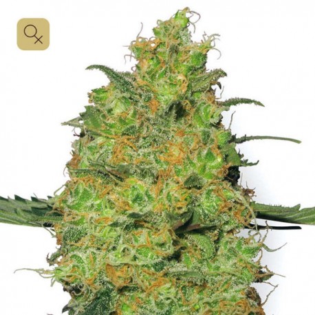 Master Kush · White Label