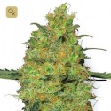 Master Kush