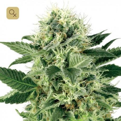 Northern Lights · White Label