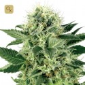 Northern Lights