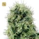 Pure Power Plant · White Label