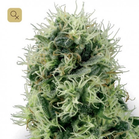 Pure Power Plant · White Label