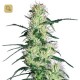 Purple Haze · White Label