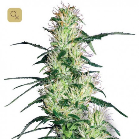 Purple Haze · White Label