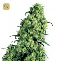 Skunk 1