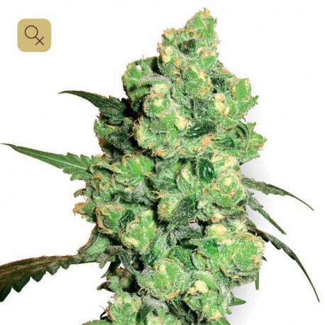 Super Skunk · White Label