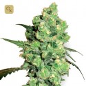 Super Skunk