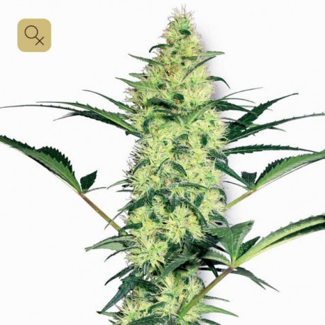 White Diesel · White Label
