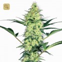 White Diesel