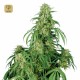 Calamity Jane Auto · Buddha Seeds